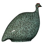 Pintade - Guinea Fowl<br>Black Speckled Turquoise